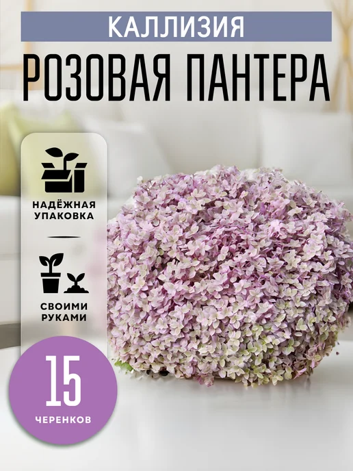 ZELE Живые комнатные цветы растения Каллизия Розовая Пантера 15ч, розовый