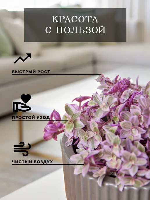 ZELE Живые комнатные цветы растения Каллизия Розовая Пантера 15ч, розовый, фото 2