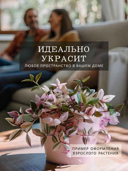 ZELE Живые комнатные цветы растения Каллизия Розовая Пантера 15ч, розовый, фото 3
