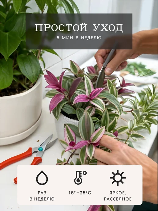 ZELE Живые комнатные цветы растения Каллизия Розовая Пантера 15ч, розовый, фото 5