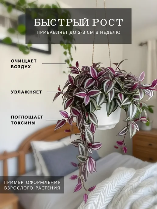 ZELE Живые комнатные цветы растения Каллизия Розовая Пантера 15ч, розовый, фото 6