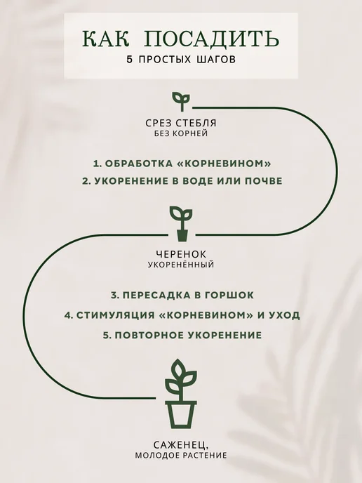 ZELE Живые комнатные цветы растения Каллизия Розовая Пантера 15ч, розовый, фото 7