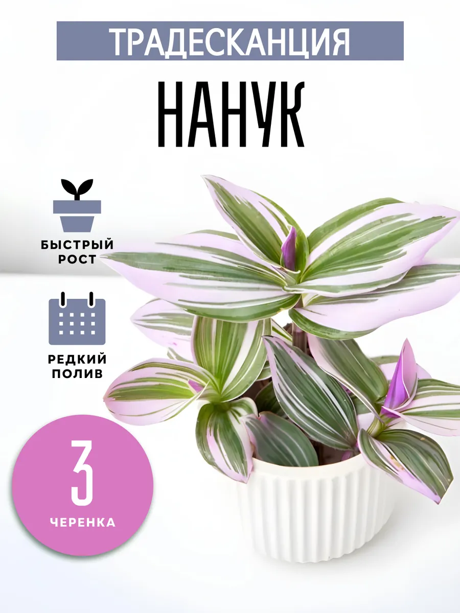 Живые комнатные цветы растения Традесканция Нанук 3ч