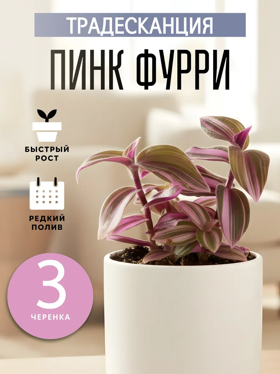 Живые комнатные цветы растения Традесканция Пинк Фурри 3ч