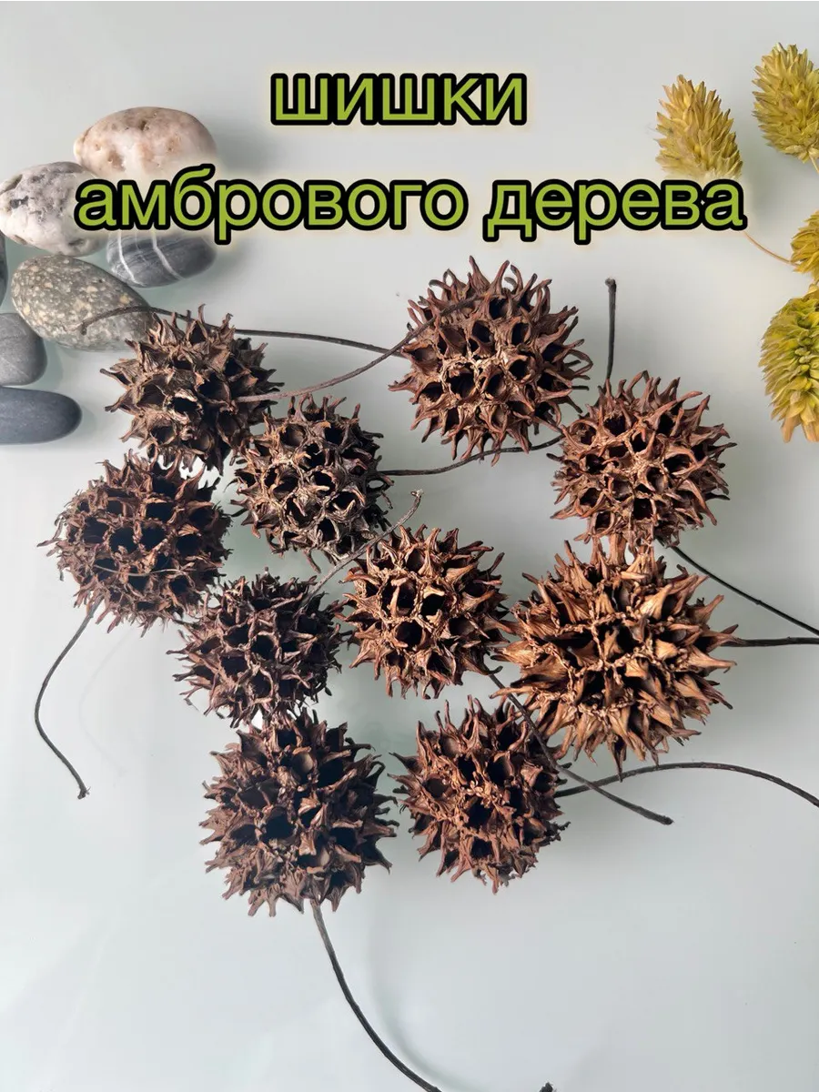 Шишки амбрового дерева Ликвидамбар смолоносный